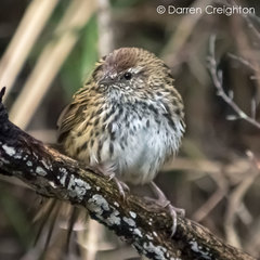 Poodytes punctatus punctatus