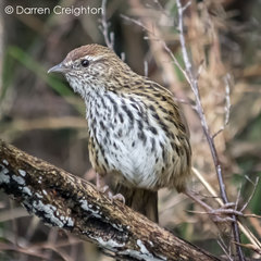 Poodytes punctatus punctatus