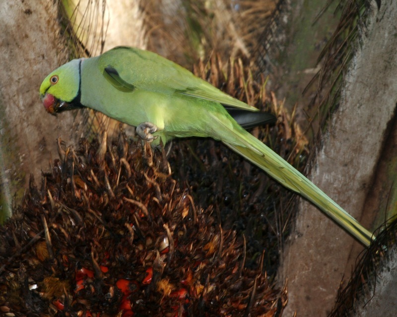Rose-ringed Parakeet photos