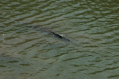 Crocodylus suchus