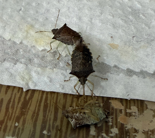 Podisus nigrispinus