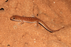Gehyra pilbara