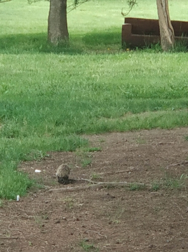 Southern White-breasted Hedgehog, 30 Ağustos Zafer Parkı, photo 10 of 10