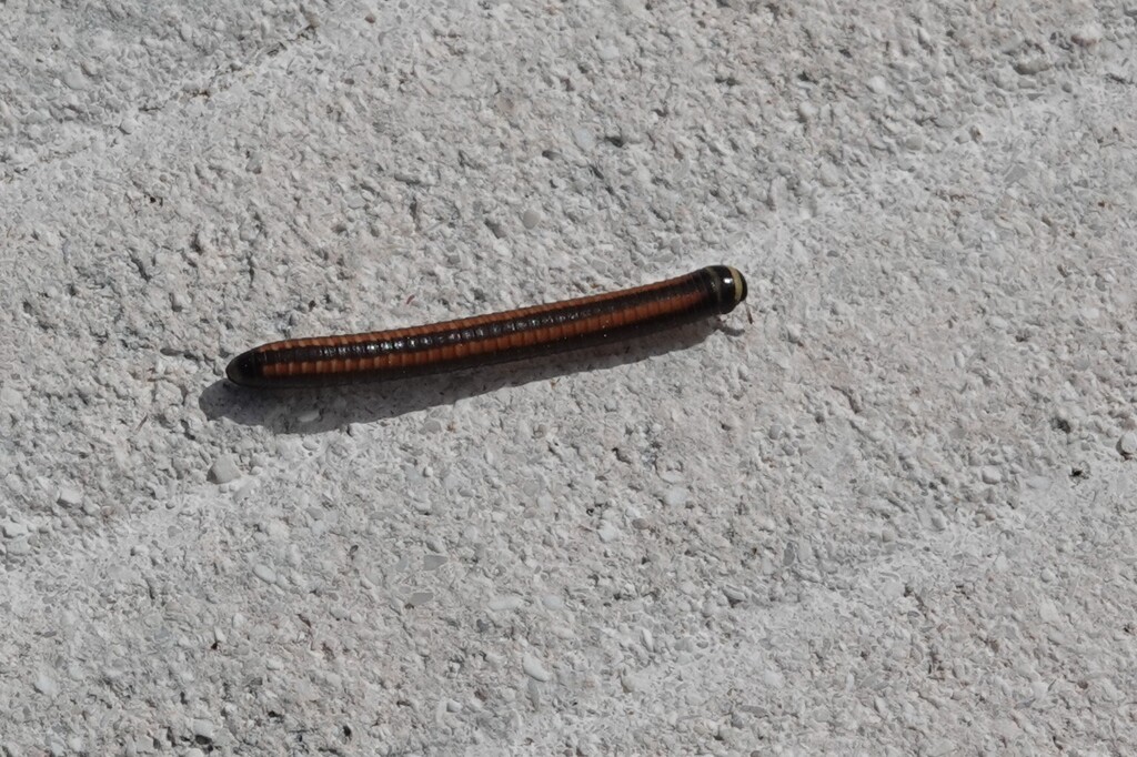 Dactylobolus bivirgatus