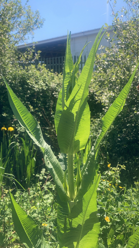 wild teasel