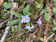 Cardamine nuttallii