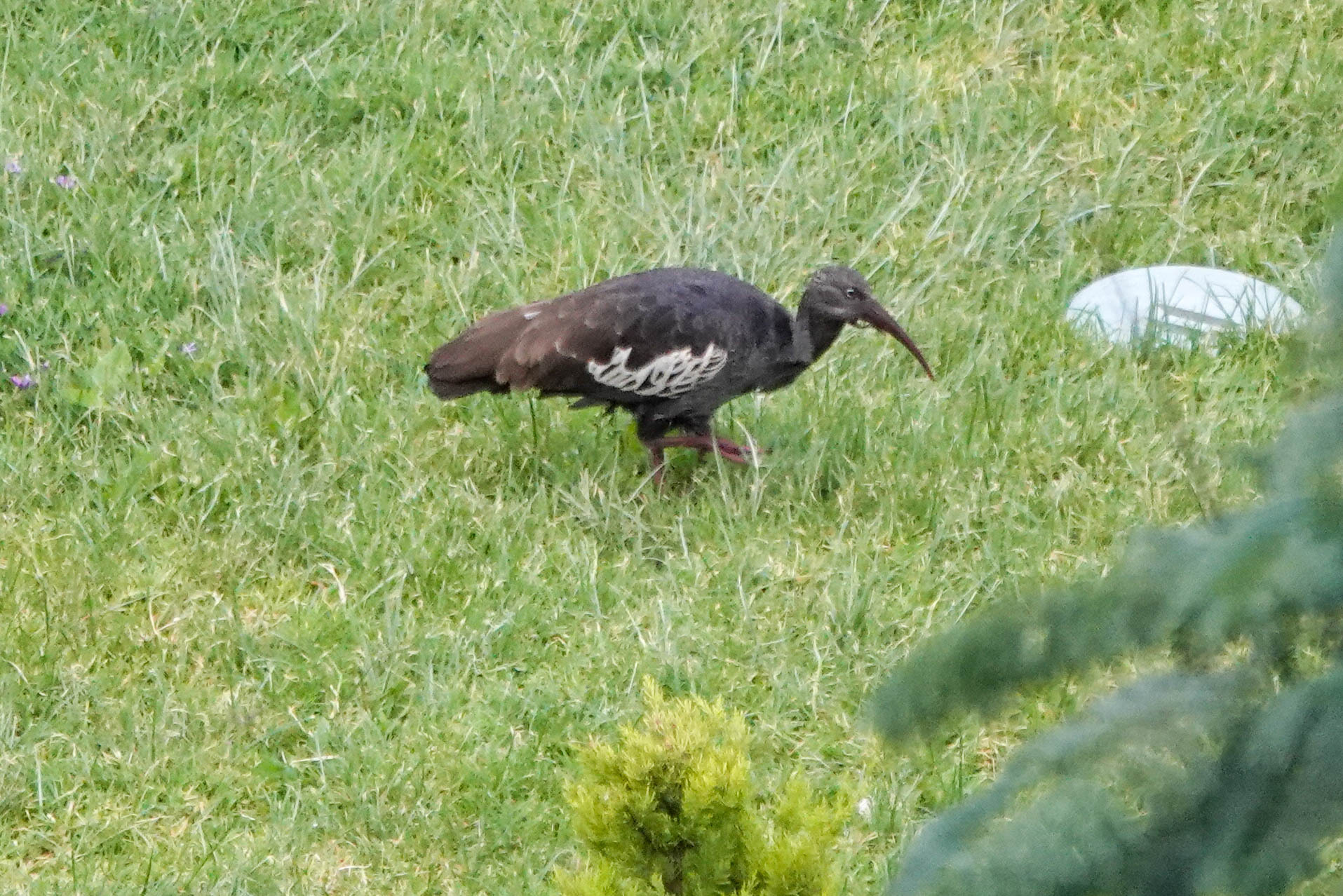 Wattled Ibis (Bostrychia carunculata), photo 1