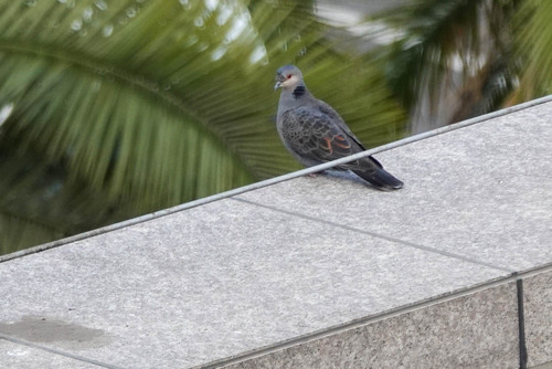 Dusky Turtle Dove (Streptopelia lugens), photo 4