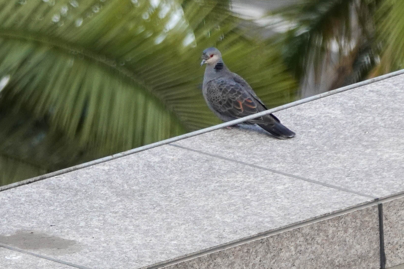 Dusky Turtle Dove (Streptopelia lugens), photo 2