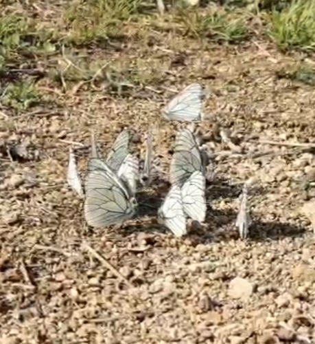 Black-veined White