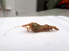 Paracrangon echinata