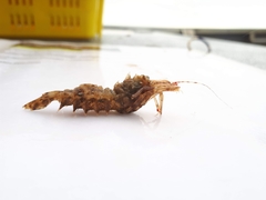 Paracrangon echinata