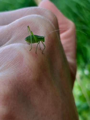 Speckled Bush-cricket