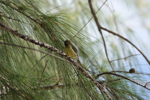 Souimanga Sunbird (Cinnyris sovimanga)