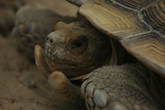 Centrochelys sulcata