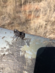 Parabuthus transvaalicus