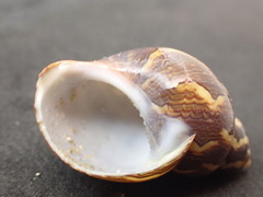 Phasianella ventricosa