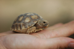 Centrochelys sulcata