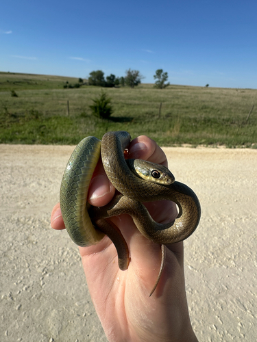 North American Racer