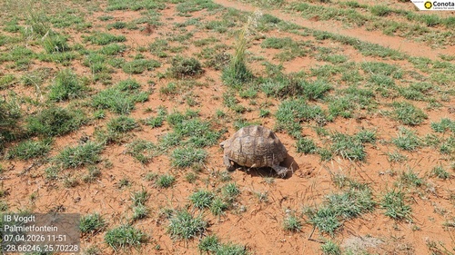 Leopard Tortoise