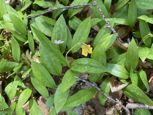Long Pond Trail