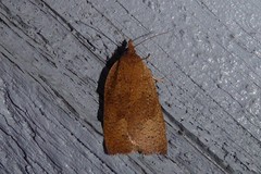 Planotortrix