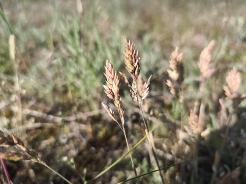 Poa badensis, photograph 4