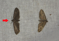 Eupithecia abbreviata