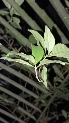 Oxyceros sinensis iNat (2)