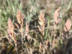 Poa badensis, photograph (c) arthur_haendler, some rights reserved (CC BY)