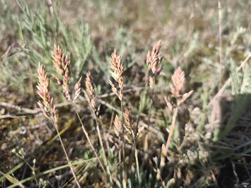 Poa badensis, photograph 3