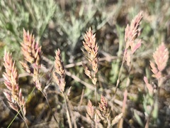 Poa badensis