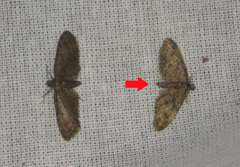 Eupithecia abbreviata