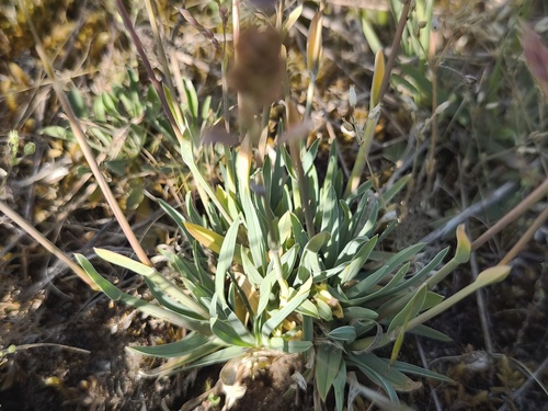 Poa badensis, photograph 2
