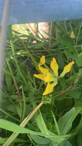 meadow pea
