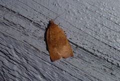 Planotortrix
