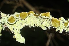 Flavoparmelia rutidota