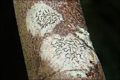 Halegrapha mucronata