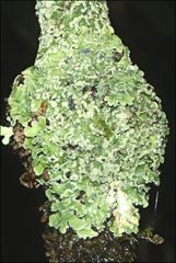 Pannaria minutiphylla
