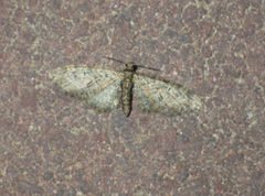 Eupithecia abbreviata