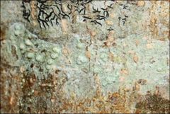 Pertusaria pertractata