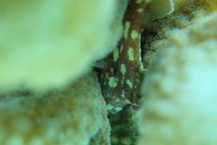 カスリフサカサゴ