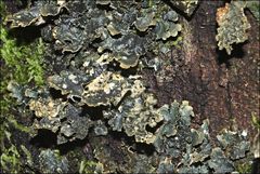 Pseudocyphellaria neglecta