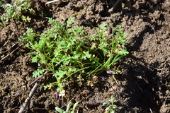 Nemophila pedunculata