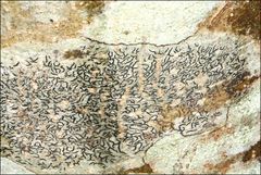 Halegrapha mucronata