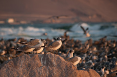 Leucophaeus pipixcan