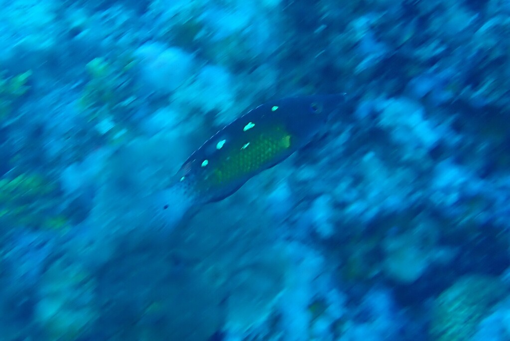 Diana's hogfish