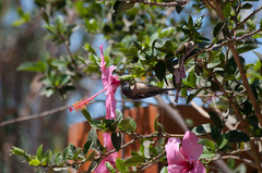 Conirostrum cinereum