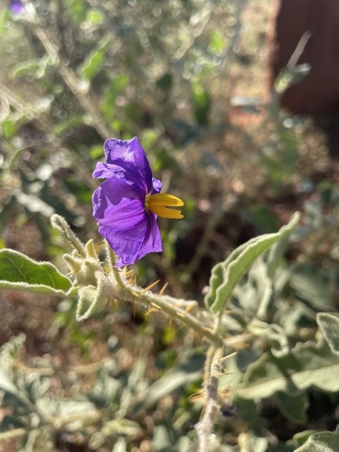 Solanum succosum