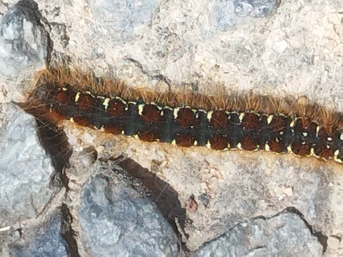 Small Eggar